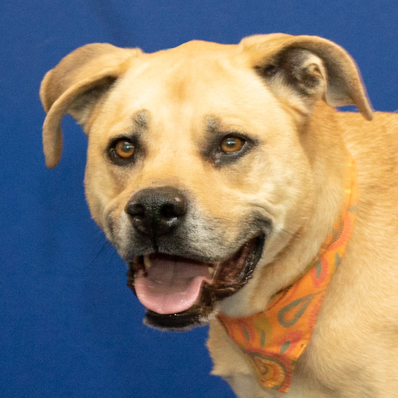 NAME: Princess Bubblegum
GENDER: Female
BREED: Labrador-Rhodesian Ridgeback mix
AGE: 3 years
WEIGHT: 67 pounds
SPECIAL CONSIDERATIONS: None
REASON I CAME TO MHS: Homeless in Westland
LOCATION: Berman Center for Animal Care
ID NUMBER: 869299