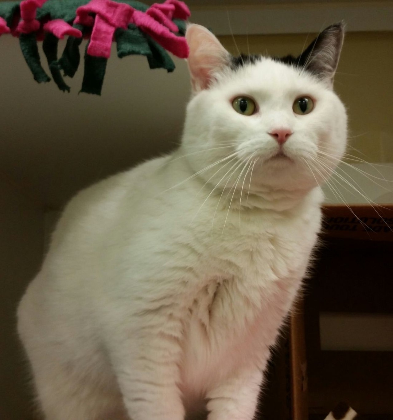 NAME: Pringle
GENDER: Female
BREED: Domestic Short Hair
AGE: 2 years, 2 months
WEIGHT: 13 pounds
SPECIAL CONSIDERATIONS: None
REASON I CAME TO MHS: Death of owner
LOCATION: Petco of Sterling Heights
ID NUMBER: 866164