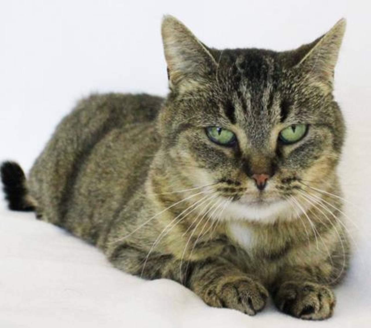 NAME: Corina
GENDER: Female
BREED: Domestic Short Hair
AGE: 10 years, 2 months
WEIGHT: 10 pounds
SPECIAL CONSIDERATIONS: None
REASON I CAME TO MHS: Owner surrender
LOCATION: Berman Center for Animal Care in Westland
ID NUMBER: 793881