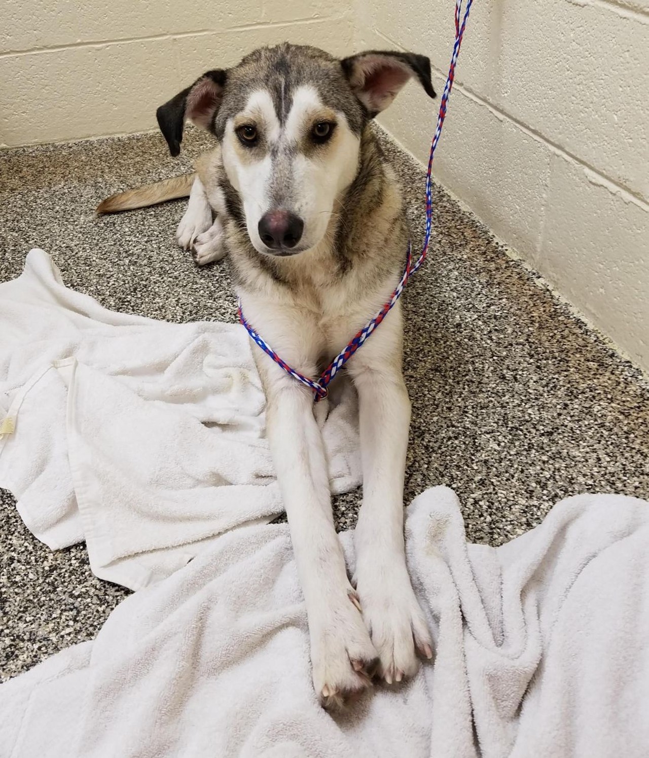 NAME: Luna
GENDER: Female
BREED: Siberian Husky
AGE: 2 years
WEIGHT: 56 pounds
SPECIAL CONSIDERATIONS: None
REASON I CAME TO MHS: Agency transfer
LOCATION: Berman Center for Animal Care in Westland
ID NUMBER: 864213