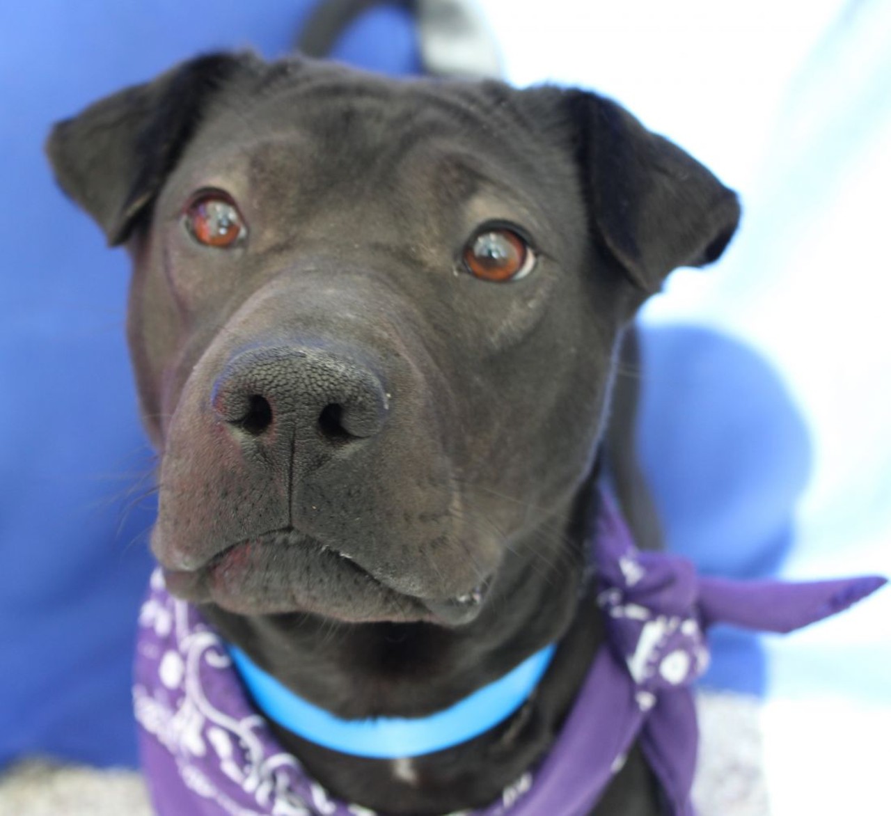 NAME: Piglet
GENDER: Male
BREED: Labrador Retriever-Shar Pei mix
AGE: 4 years
WEIGHT: 35 pounds
SPECIAL CONSIDERATIONS: None
REASON I CAME TO MHS: Agency transfer
LOCATION: Mackey Center for Animal Care in Detroit
ID NUMBER: 864036