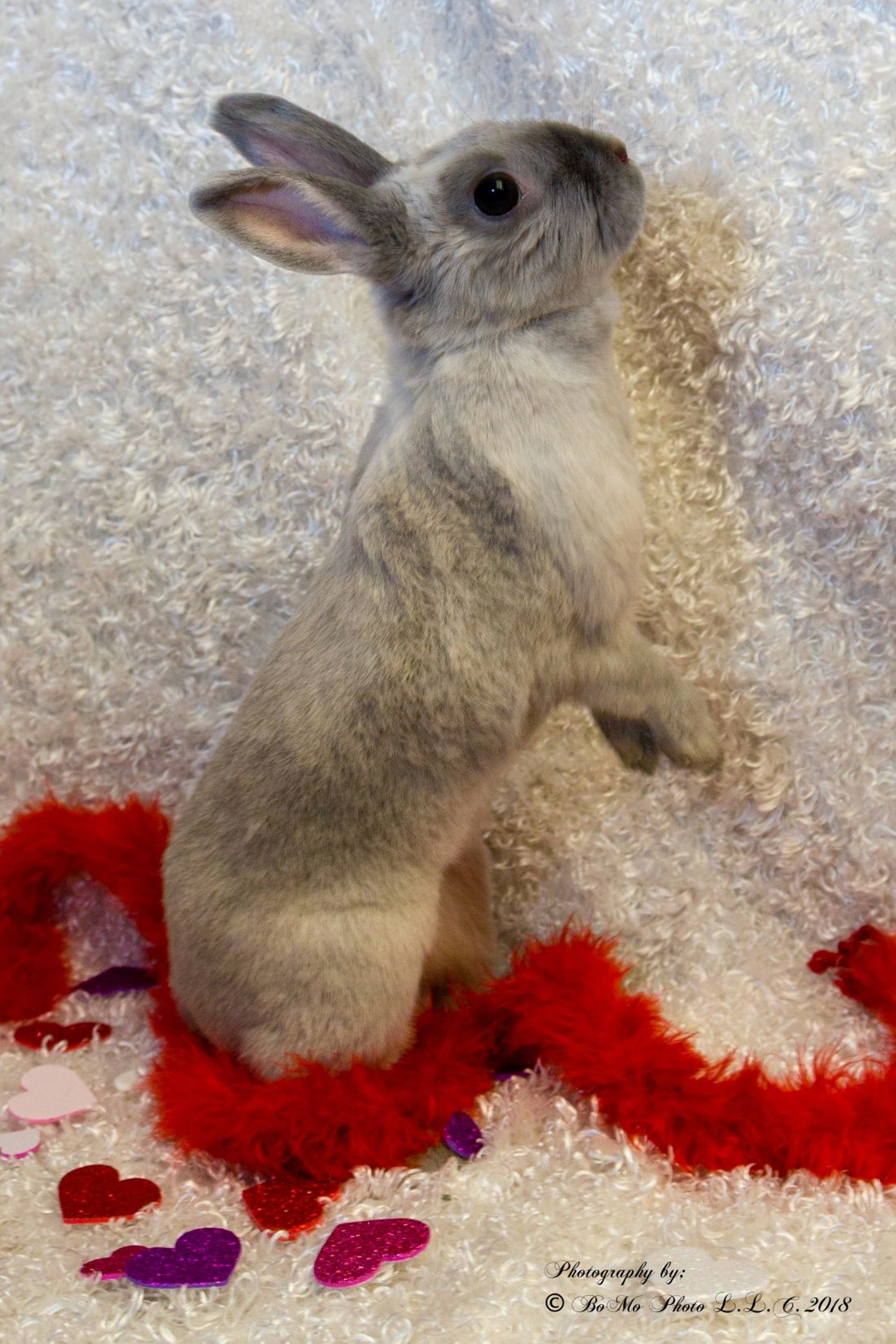 NAME: Regina
GENDER: Female
BREED: Netherland Dwarf
AGE: 3 years, 1 month
WEIGHT: 3 pounds
SPECIAL CONSIDERATIONS: None
REASON I CAME TO MHS: Owner surrender
LOCATION: Berman Center for Animal Care in Westland
ID NUMBER: 862398