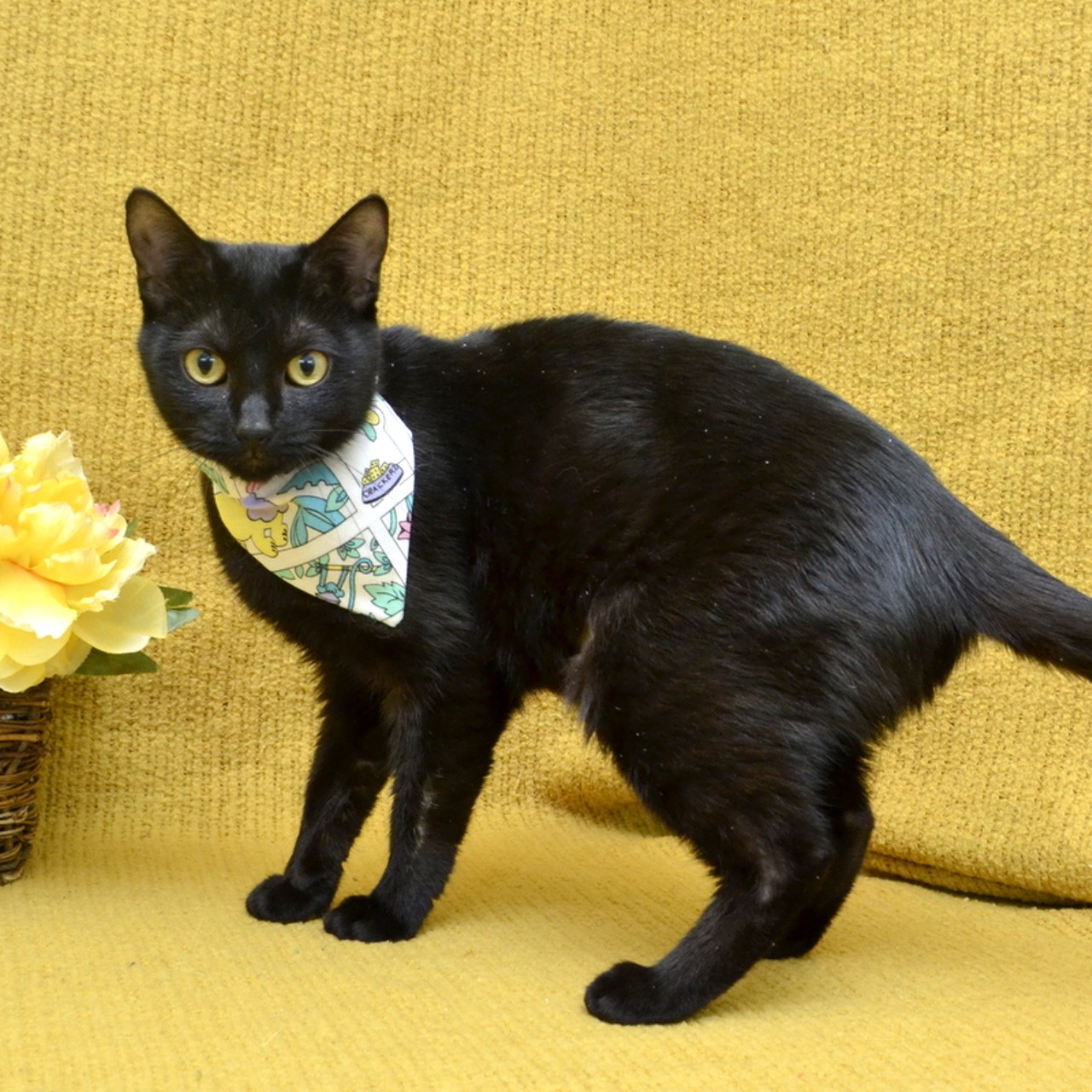 NAME:  Marnie
GENDER: Female
BREED: Domestic Short Hair
AGE: 2 years
WEIGHT: 7 pounds
SPECIAL CONSIDERATIONS: May prefer a home with older or no children
REASON I CAME TO MHS: Homeless in Westland
LOCATION: Berman Center for Animal Care in Westland
ID NUMBER: 867679