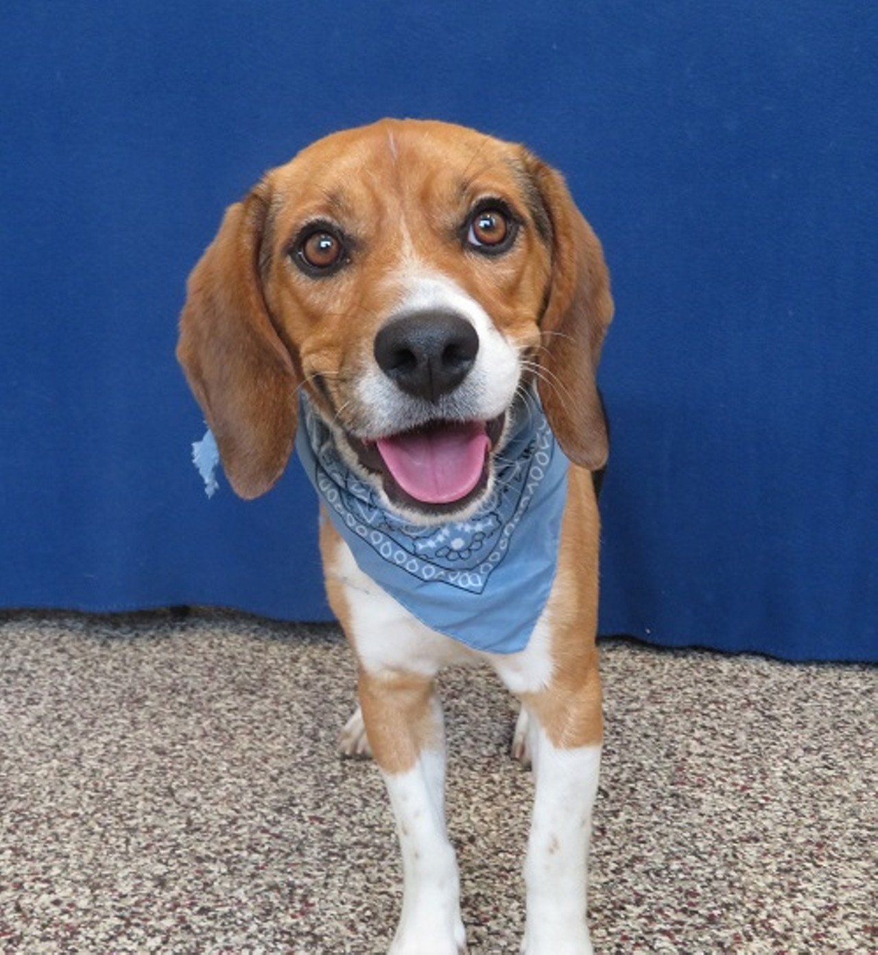 NAME:  Moe
GENDER: Male
BREED: Beagle
AGE: 1 year
WEIGHT: 27 pounds
SPECIAL CONSIDERATIONS: None
REASON I CAME TO MHS: Homeless in Detroit
LOCATION: Mackey Center for Animal Care in Detroit
ID NUMBER: 868400