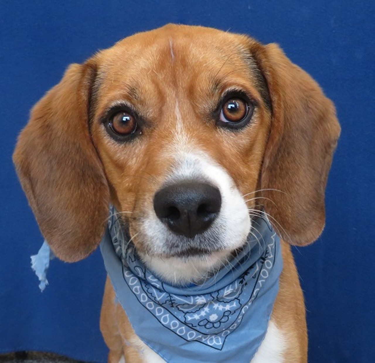 NAME:  Moe
GENDER: Male
BREED: Beagle
AGE: 1 year
WEIGHT: 27 pounds
SPECIAL CONSIDERATIONS: None
REASON I CAME TO MHS: Homeless in Detroit
LOCATION: Mackey Center for Animal Care in Detroit
ID NUMBER: 868400