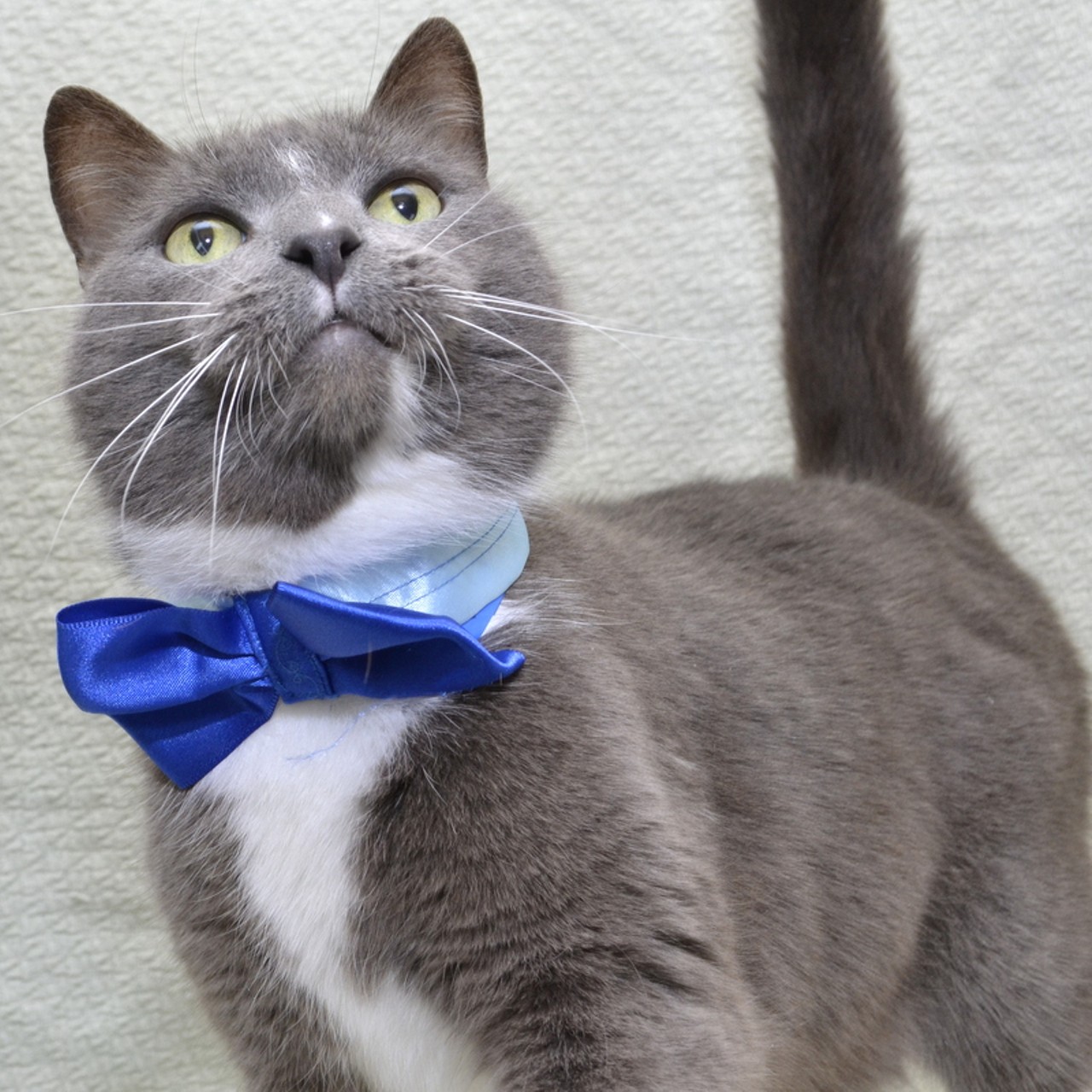 NAME:  Horton
GENDER: Male
BREED: Domestic Short Hair
AGE: 6 years
WEIGHT: 10 pounds
SPECIAL CONSIDERATIONS: None
REASON I CAME TO MHS: Homeless in Westland
LOCATION: Premier Pet Supply of Novi
ID NUMBER: 867276