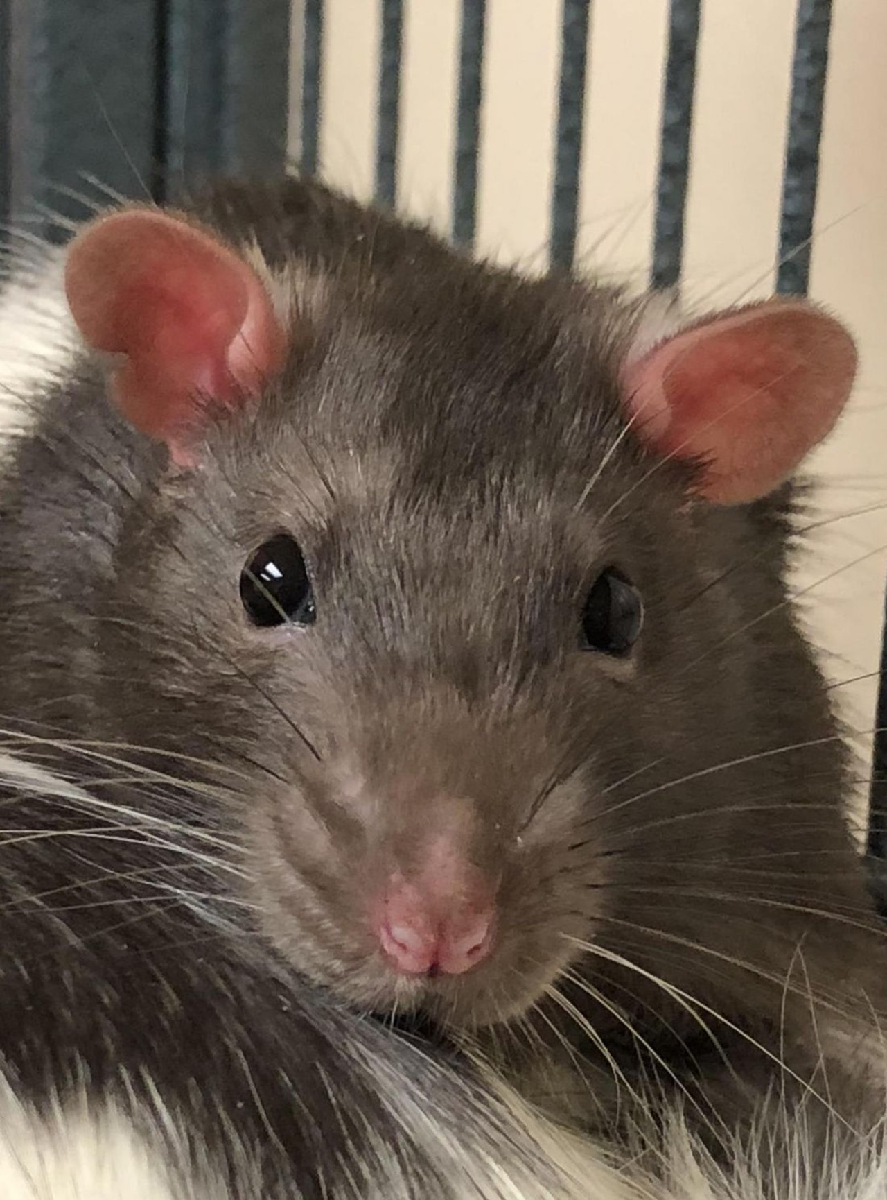 NAME:  Alfredo Linguini  and  Auguste
GENDER: Male
BREED: Purebred Rat
AGE: 1 year
SPECIAL CONSIDERATIONS: Bonded pair, meaning they must be adopted together
REASON I CAME TO MHS: Homeless in Livonia
LOCATION: Mackey Center for Animal Care in Detroit
ID NUMBER: 867492 and 867488, respectively