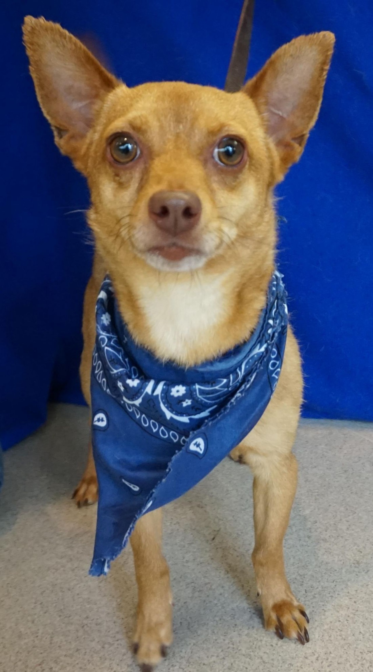 NAME: Alistar 
GENDER: Male
BREED: Chihuahua 
AGE: 5 years 
WEIGHT: 10 pounds
SPECIAL CONSIDERATIONS: Alistar may prefer to be your only dog. 
REASON I CAME TO MHS: Agency transfer 
LOCATION: Rochester Hills Center for Animal Care 
ID NUMBER: 870695 