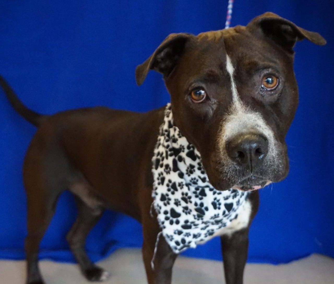 NAME: Scrappy 
GENDER: Male
BREED: Pit Bull
AGE: 7 years, 1 month
WEIGHT: 61 pounds
SPECIAL CONSIDERATIONS: None
REASON I CAME TO MHS: Owner surrender
LOCATION: Rochester Hills Center for Animal Care
ID NUMBER: 870554