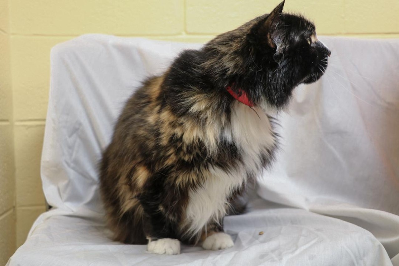 NAME: Cassie 
GENDER: Female
BREED: Domestic Longhair
AGE: 13 years, 3 months
WEIGHT: 11 pounds
SPECIAL CONSIDERATIONS: None
REASON I CAME TO MHS: Owner surrender
LOCATION: Rochester Hills Center for Animal Care
ID NUMBER: 867626