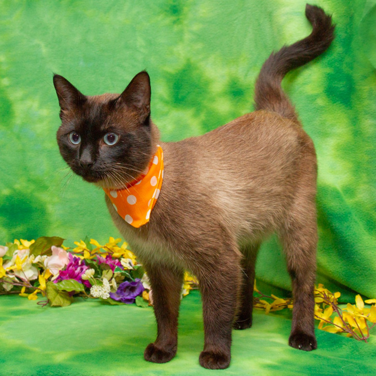 NAME: P.J. 
GENDER: Male
BREED: Siamese
AGE: 2 years, 4 months
WEIGHT: 10 pounds
SPECIAL CONSIDERATIONS: P.J. is healing from a fractured spine, but he is expected to make a full recovery.
REASON I CAME TO MHS: Homeless in Garden City
LOCATION: Berman Center for Animal Care in Westland
ID NUMBER: 865698