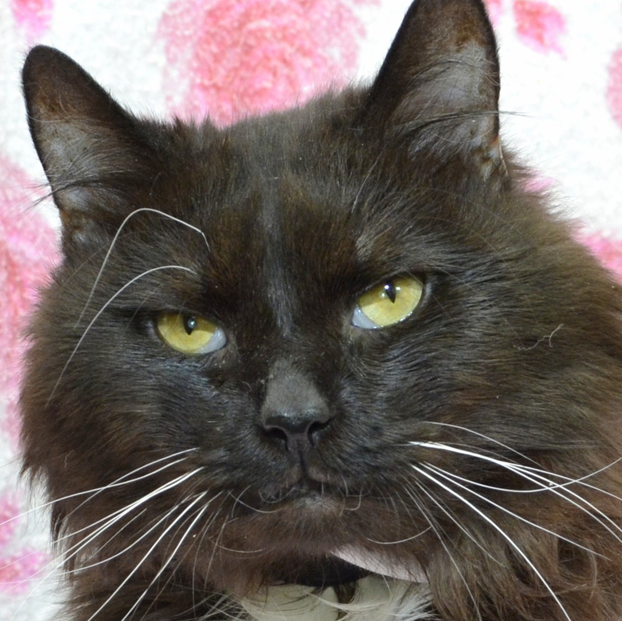 NAME:  Tux 
GENDER: Male
BREED: Domestic Longhair
AGE: 10 years, 1 month
WEIGHT: 9 pounds
SPECIAL CONSIDERATIONS: None. Tux&#146;s body was shaved only because he arrived with matted fur.
REASON I CAME TO MHS: Agency transfer
LOCATION: Berman Center for Animal Care in Westland
ID NUMBER: 869727