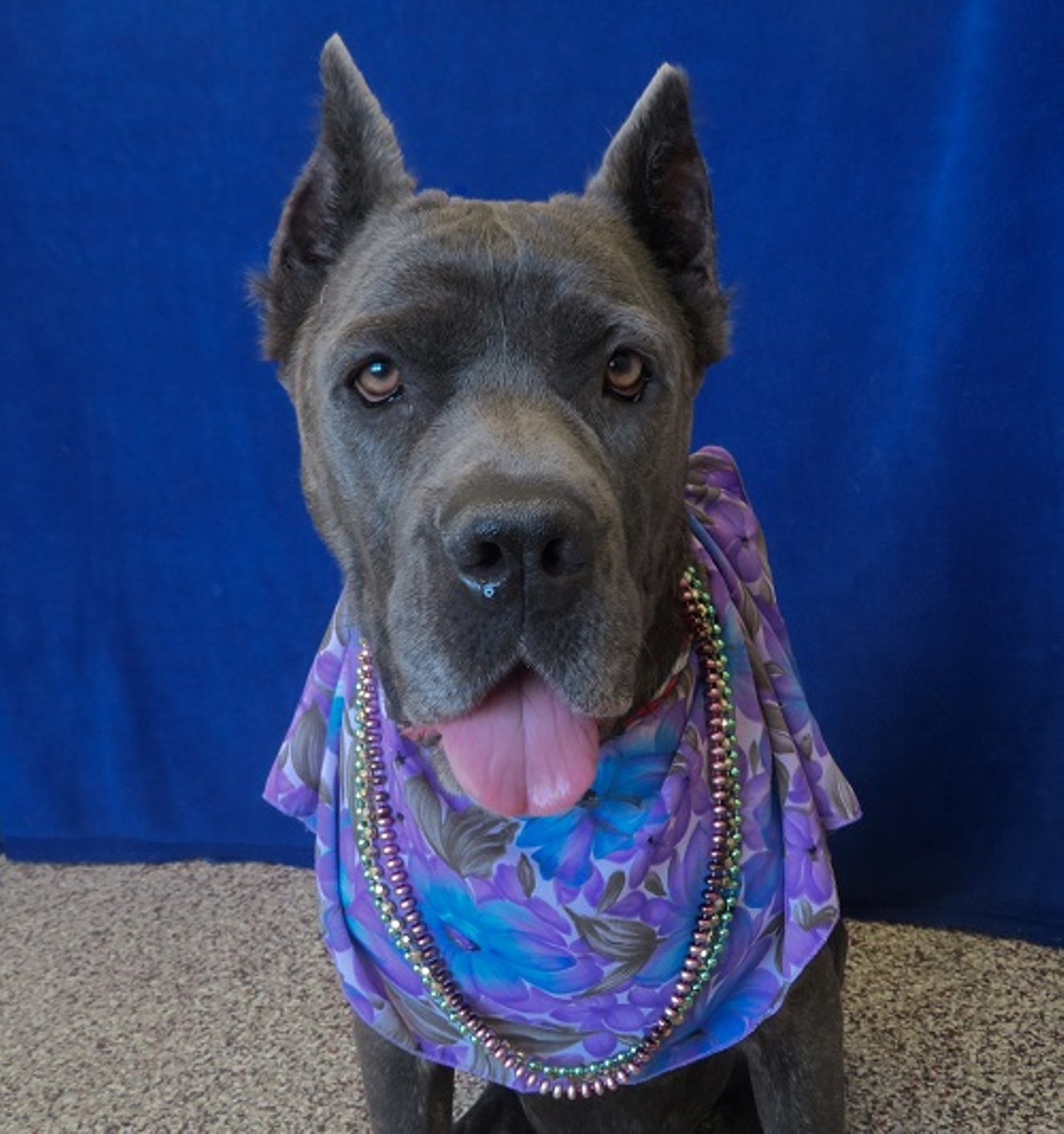 NAME: Shasta
GENDER: Female
BREED: Cane Corso
AGE: 5 years
WEIGHT: 85 pounds
SPECIAL CONSIDERATIONS: Shasta prefers a home with no cats and older or no children.
REASON I CAME TO MHS: Homeless in Detroit
LOCATION: Mackey Center for Animal Care in Detroit
ID NUMBER: 870870