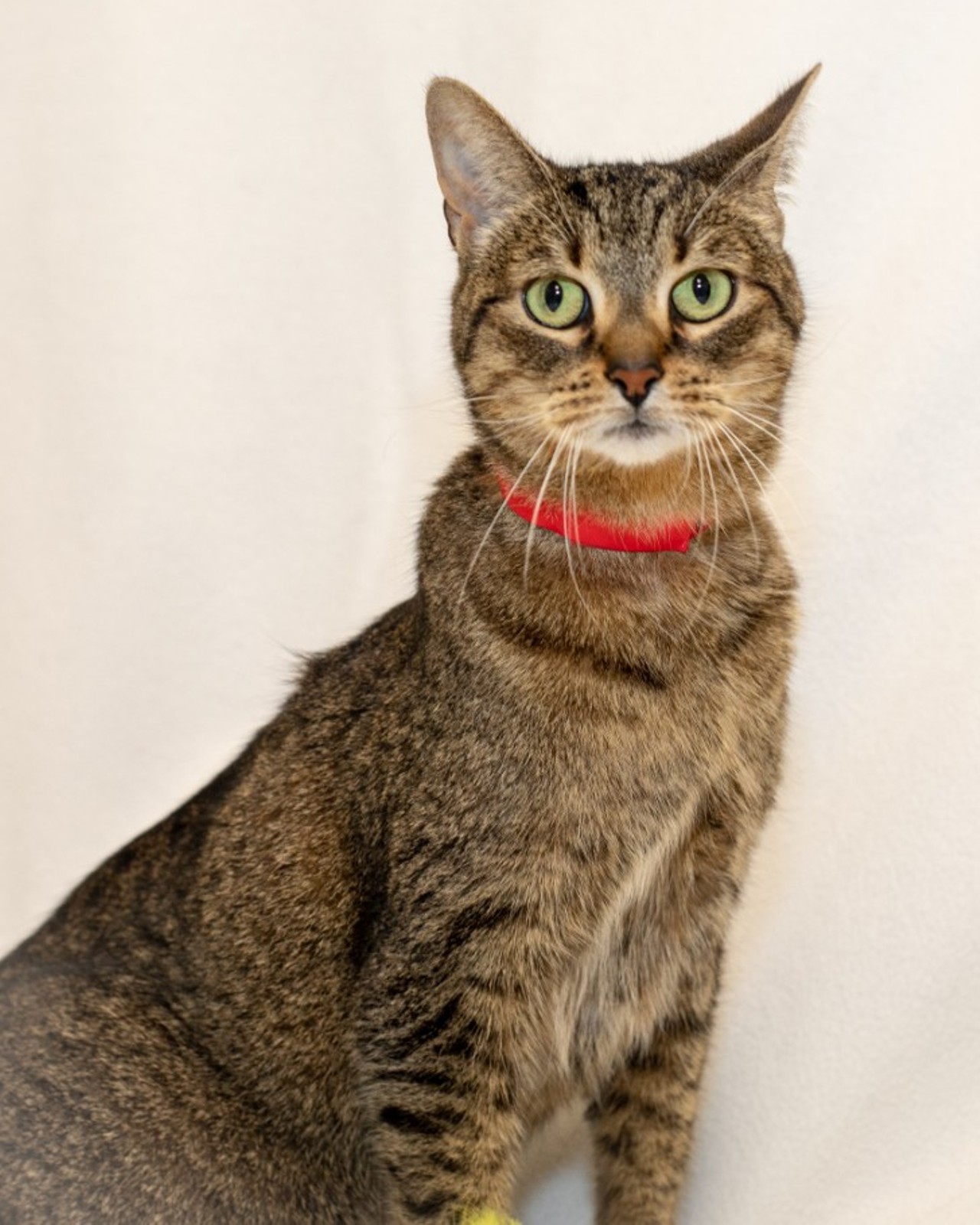 NAME: Pickles
GENDER: Female
BREED: Domestic Short Hair
AGE: 8 years, 1 month
WEIGHT: 10 pounds
SPECIAL CONSIDERATIONS: Pickles prefers a home with older or no children and no other cats.
REASON I CAME TO MHS: Owner surrender
LOCATION: PetSmart of Roseville
ID NUMBER: 871631