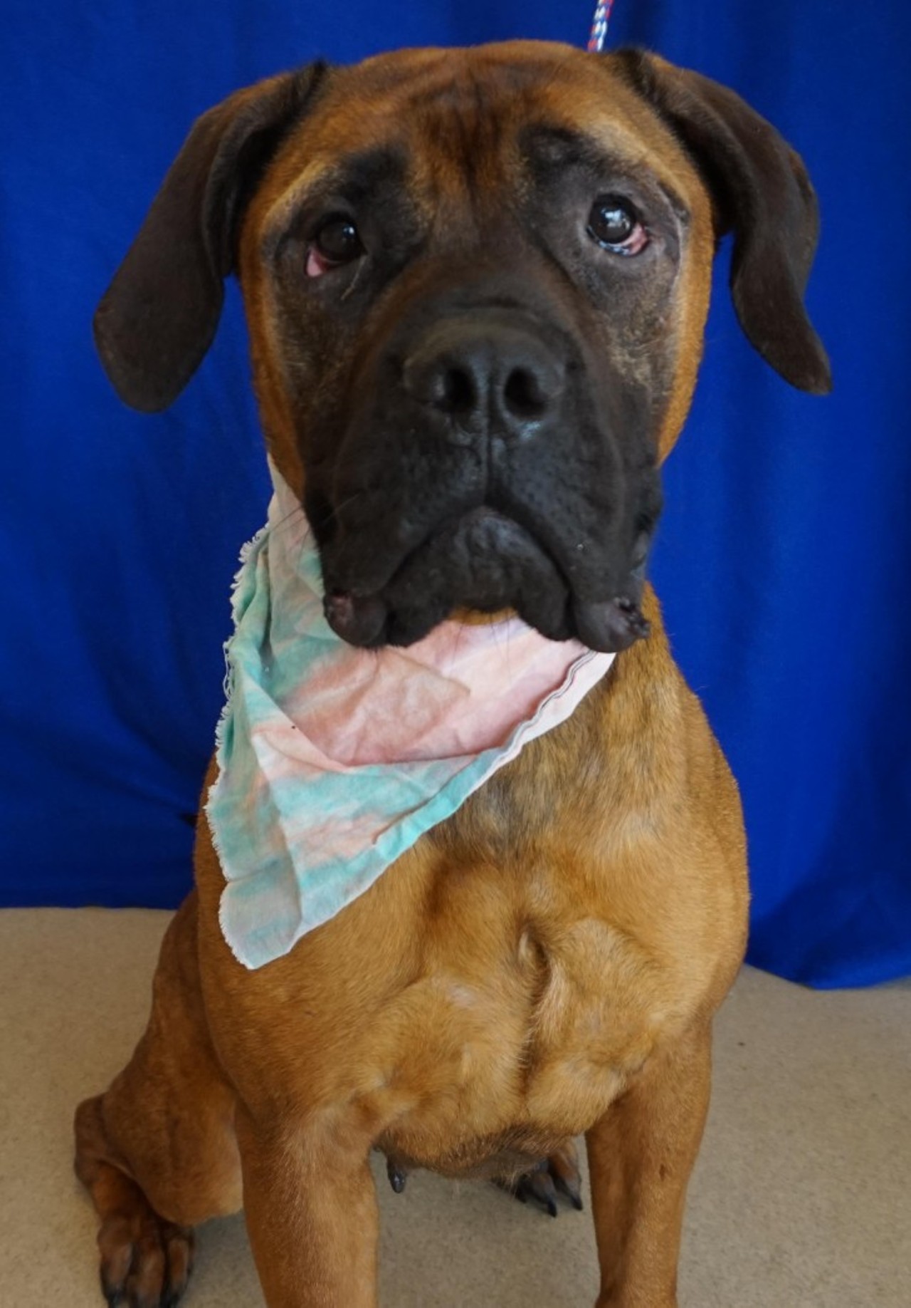 NAME: Brunhilda
GENDER: Female
BREED: Mastiff
AGE: 6 years
WEIGHT: 67 pounds
SPECIAL CONSIDERATIONS: None
REASON I CAME TO MHS: Rescued in Detroit
LOCATION: Rochester Hills Center for Animal Care
ID NUMBER: 872238