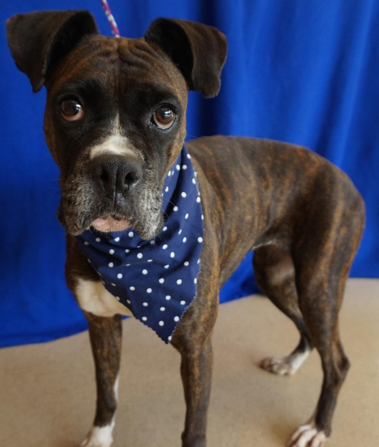 NAME: Layla 
GENDER: Female 
BREED: Boxer
AGE: 5 years
WEIGHT: 41 pounds
SPECIAL CONSIDERATIONS: Layla (mother) and Ali (son) are a &#147;bonded pair&#148;, meaning they must be adopted together.
REASON I CAME TO MHS: Owner surrender
LOCATION: Rochester Hills Center for Animal Care
ID NUMBER: 872823