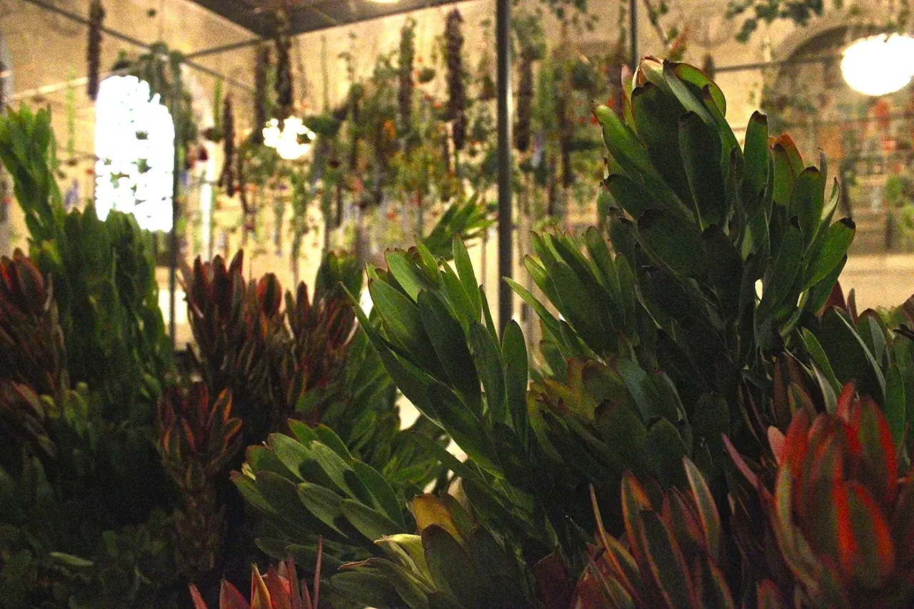 Detail and installation view of British botanical artist Joseph Massie's installation at the Detroit Public Library, the scene of a closing night dinner reception on October 15.