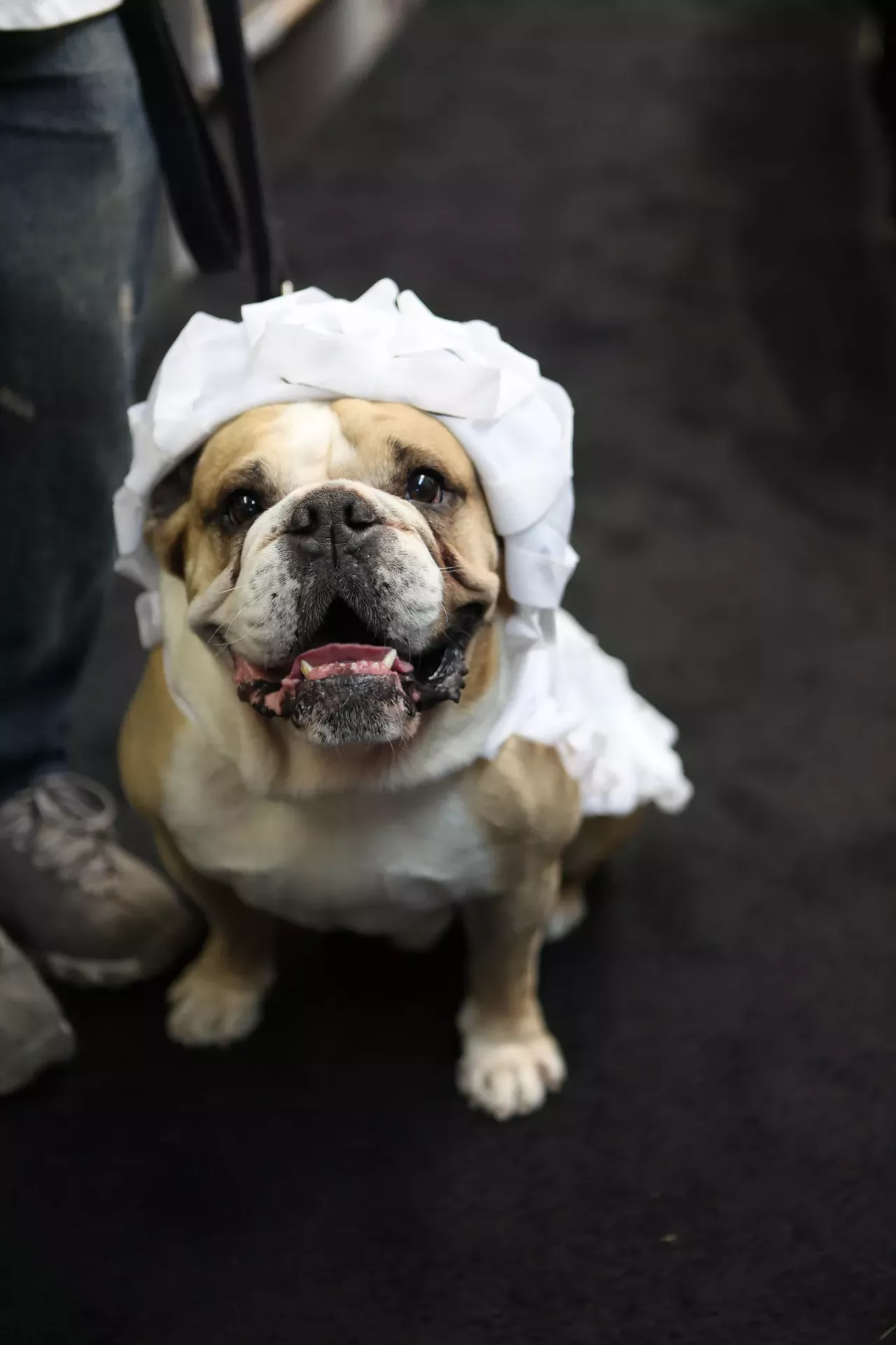 Image: All the adorable dogs we saw at Stormy Records Halloween costume contest