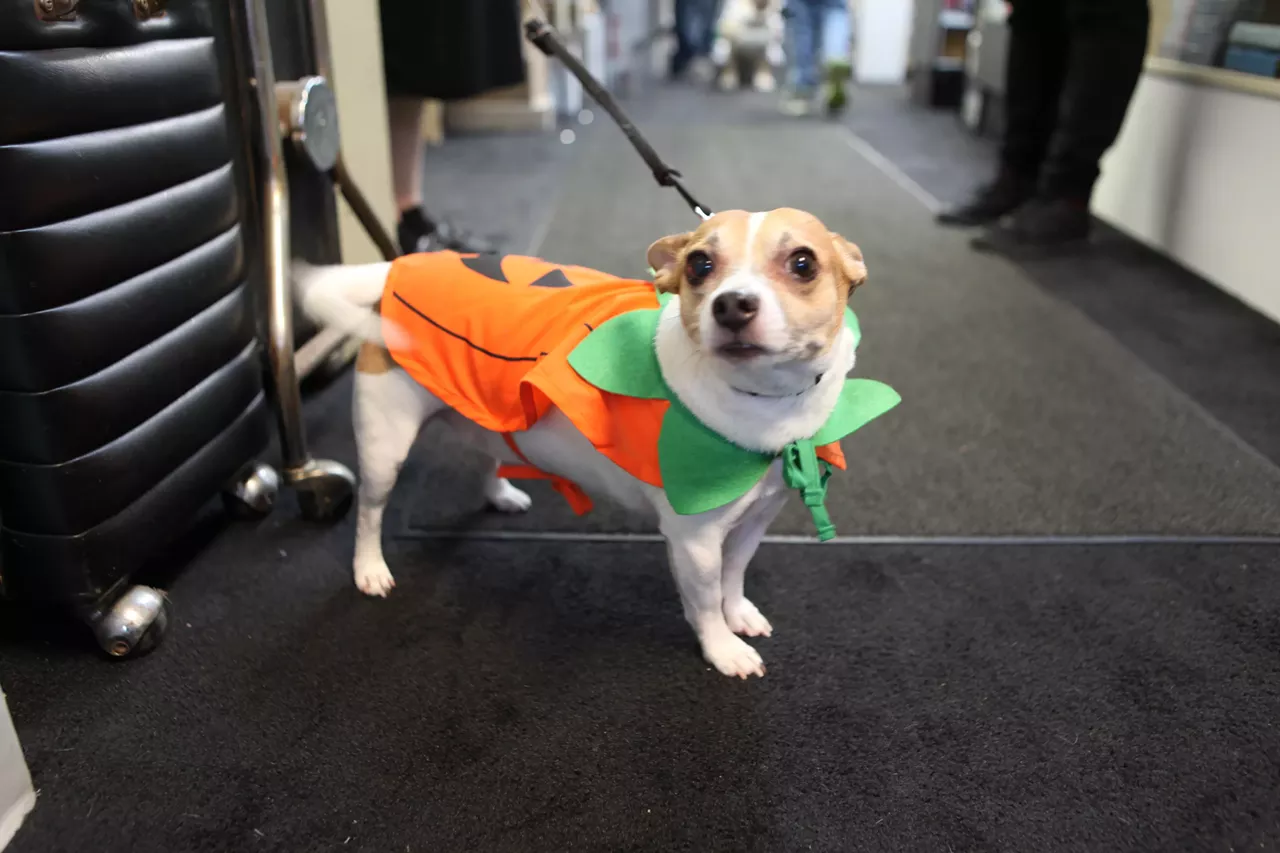 Image: All the adorable dogs we saw at Stormy Records Halloween costume contest