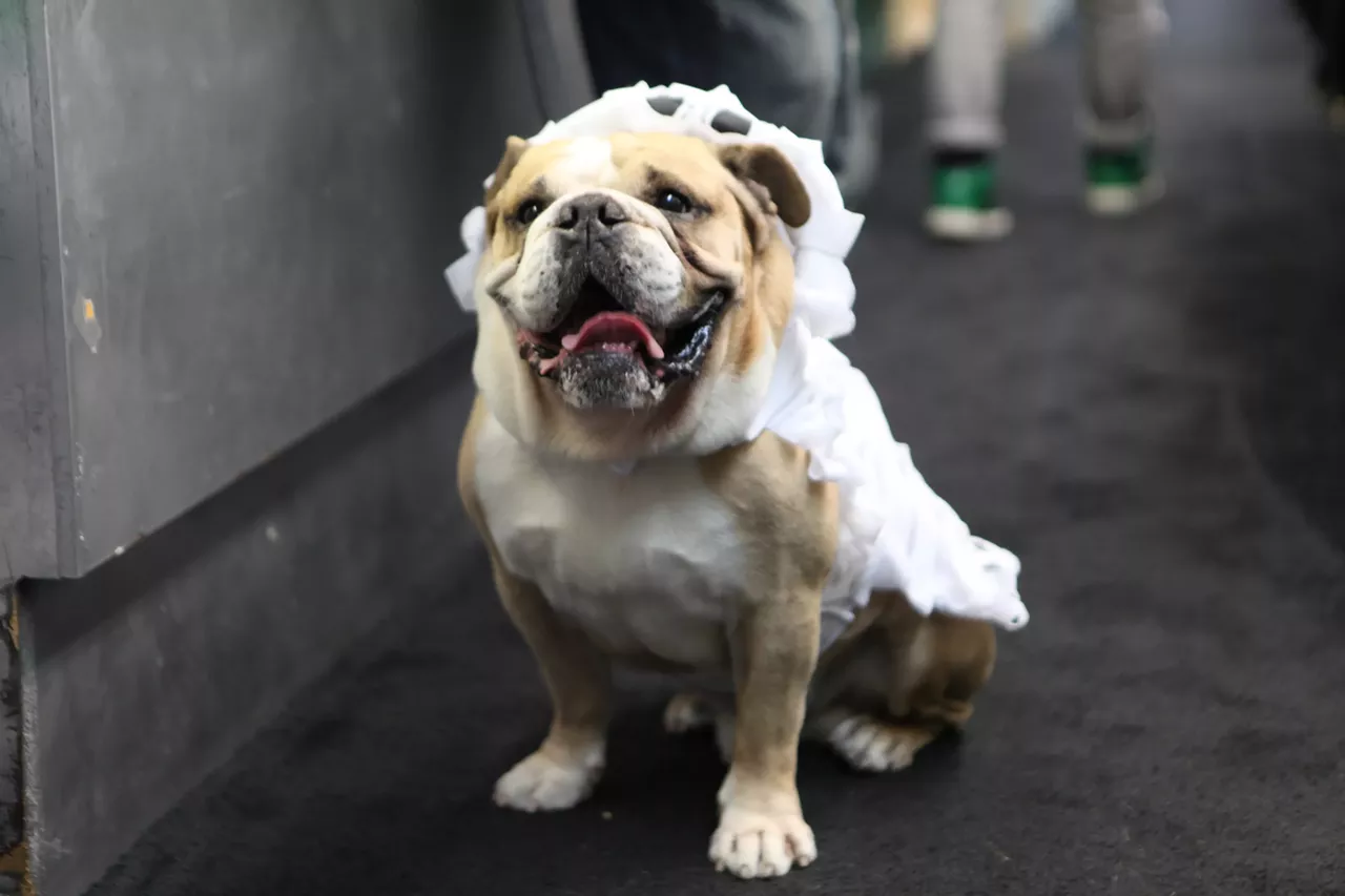 Image: All the adorable dogs we saw at Stormy Records Halloween costume contest