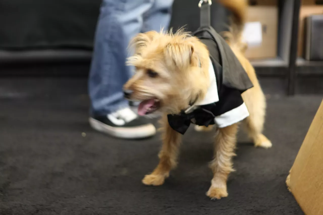 Image: All the adorable dogs we saw at Stormy Records Halloween costume contest