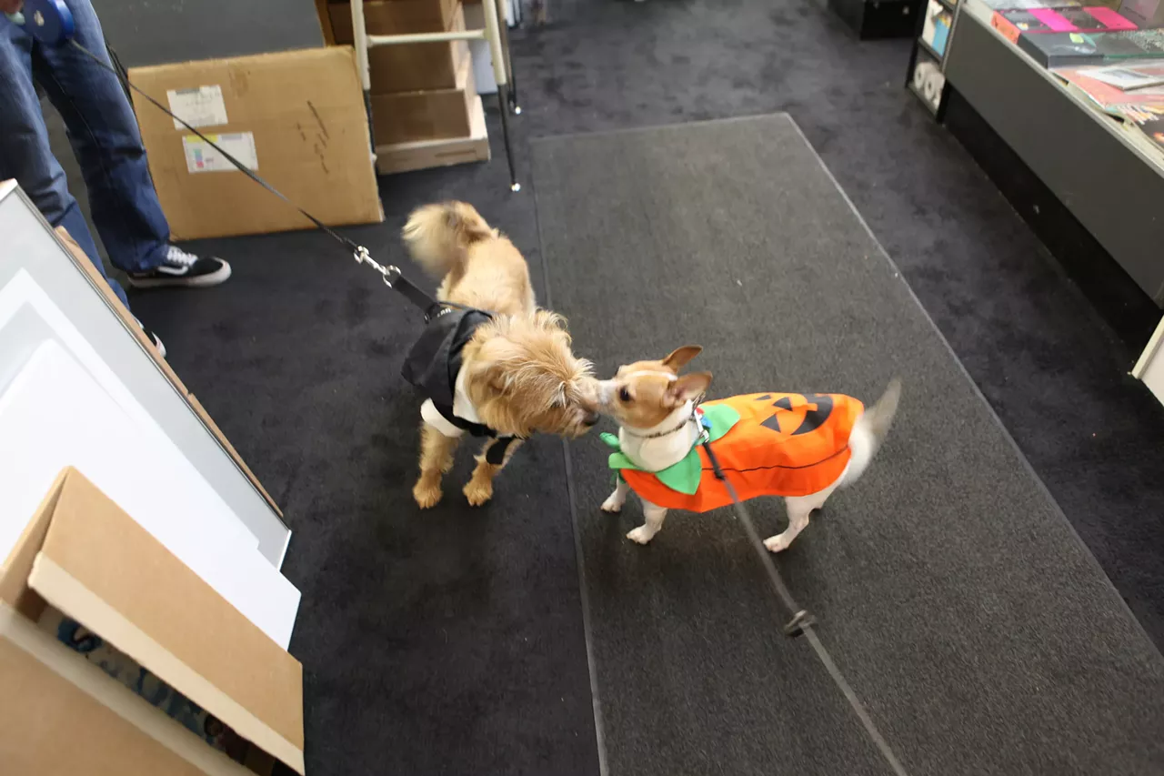 Image: All the adorable dogs we saw at Stormy Records Halloween costume contest
