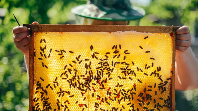 Image: Bee Fest returns to Belle Isle Nature Center for National Honey Bee Day