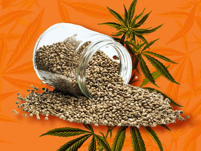 Best Autoflower Seeds: 20 Strains for High-Yields & Potency