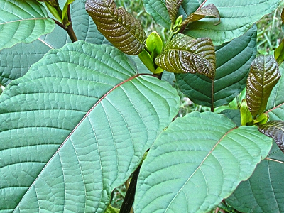 Image: Best Kratom for Sale: Where To Buy Kratom Online