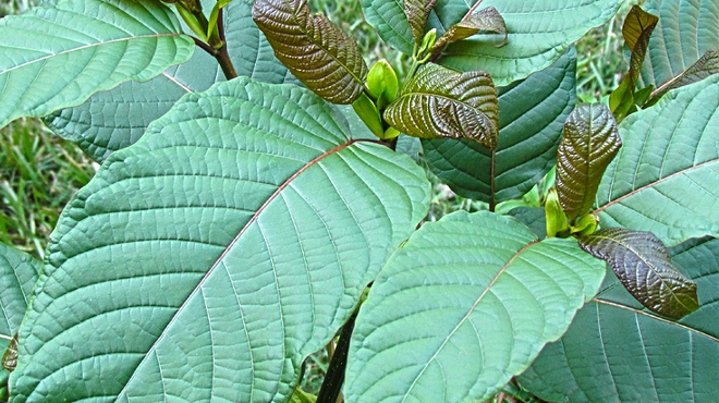 Image: Best Kratom for Sale: Where To Buy Kratom Online