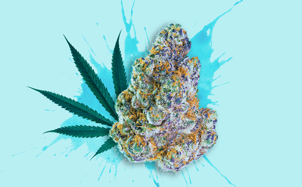 Best THCA Flower: 10 Strongest THCA Flower Strains