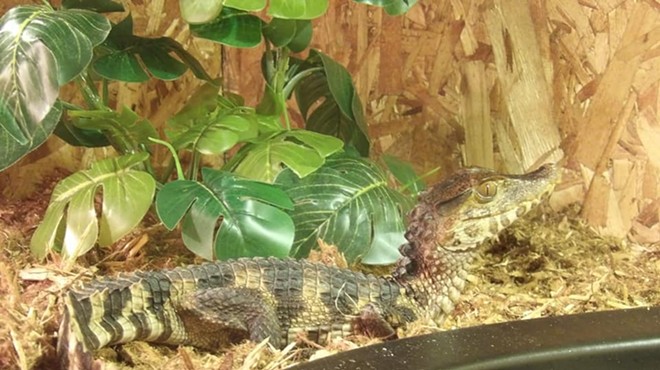 Georgie, a caiman, was last spotted near Lucerne and Lantz streets, by Little Mack Avenue between 15 Mile and 16 Mile roads in Clinton Township.