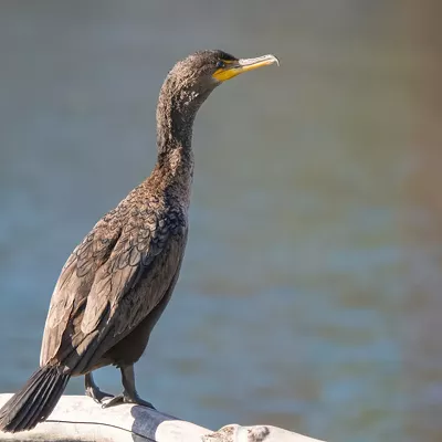 Double-crested Cormorant.