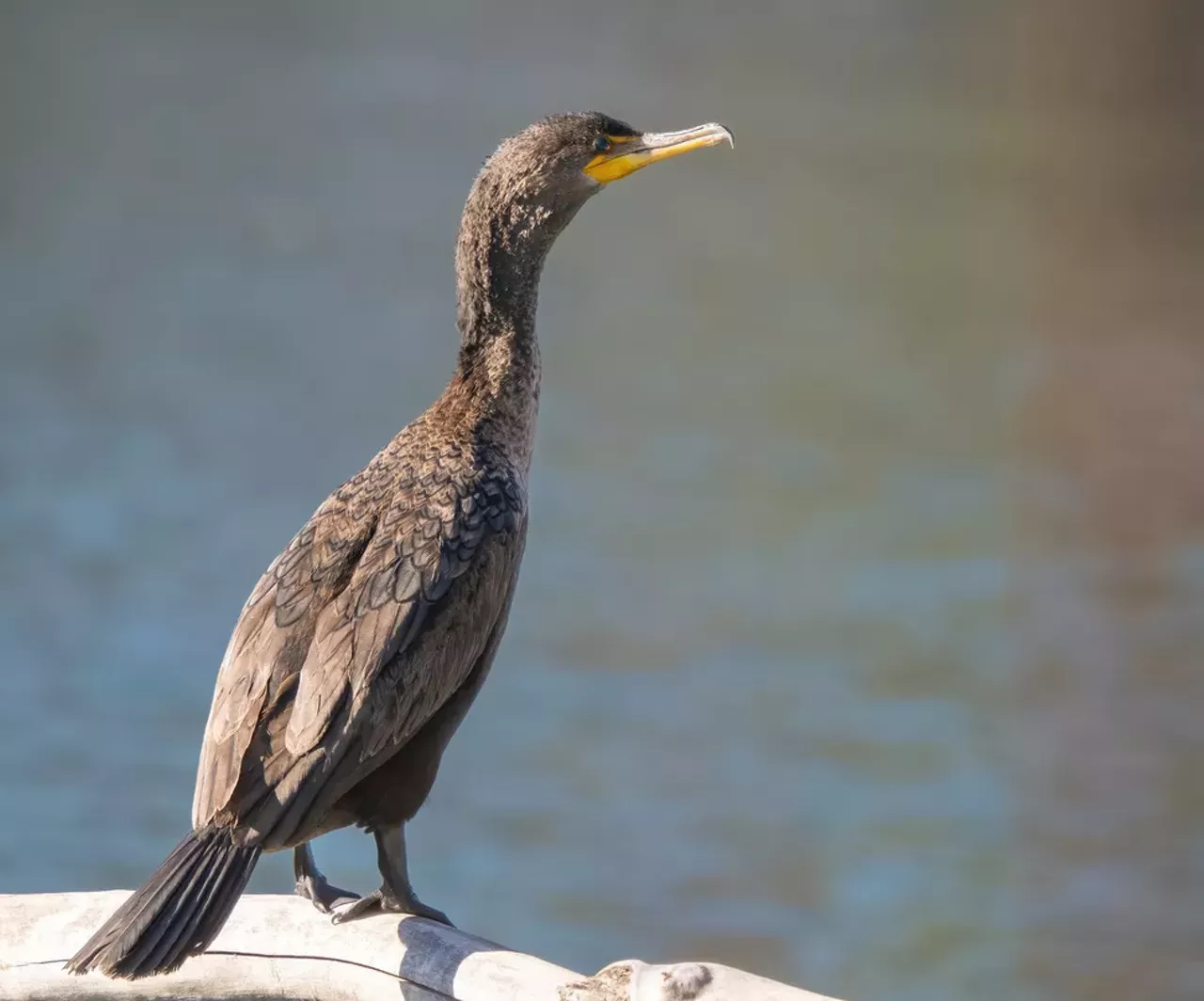 Double-crested Cormorant.