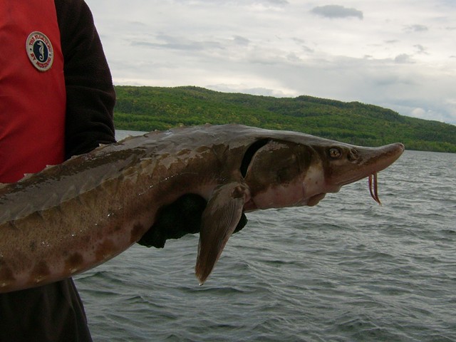 A Lake sturgeon caught in a Batchawana Bay, Lake Superior.