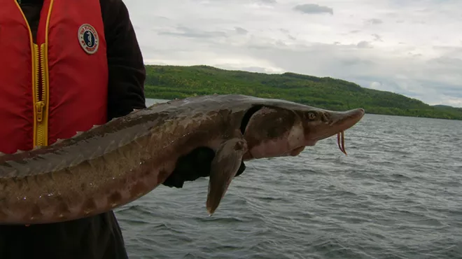 A Lake sturgeon caught in a Batchawana Bay, Lake Superior.