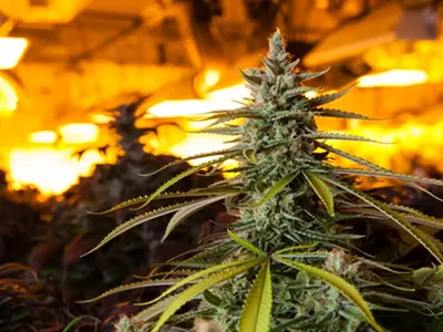 Black market cannabis is still thriving in Michigan.