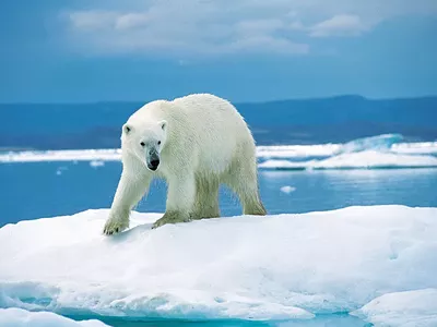 Image: Boiling blood and Arctic blasts