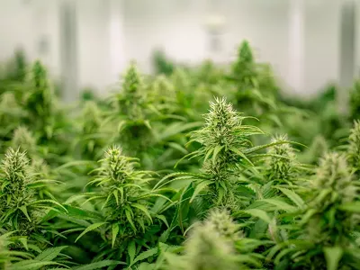 Commercial cannabis grower 305 Farms in Lawrence was hit be thieves.