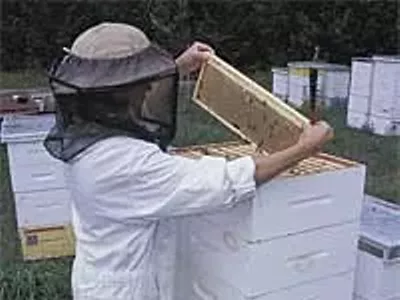 Image: Bumbling with bees