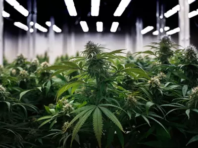 Cannabis wholesaler Tend.Harvest.Cultivate is closing its Adian facility as growers continue to struggle with low prices.