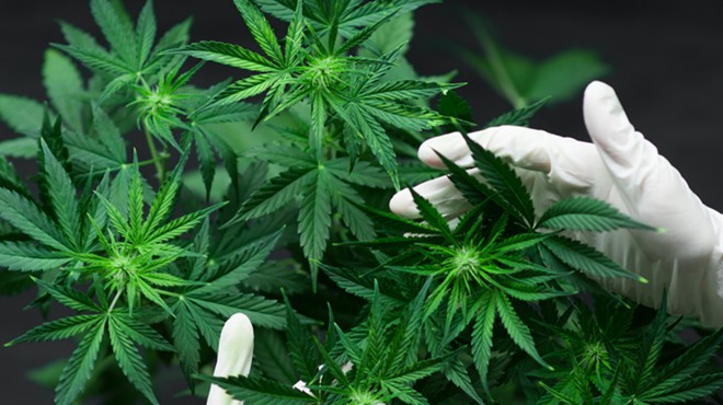 A person holds cannabis plants.