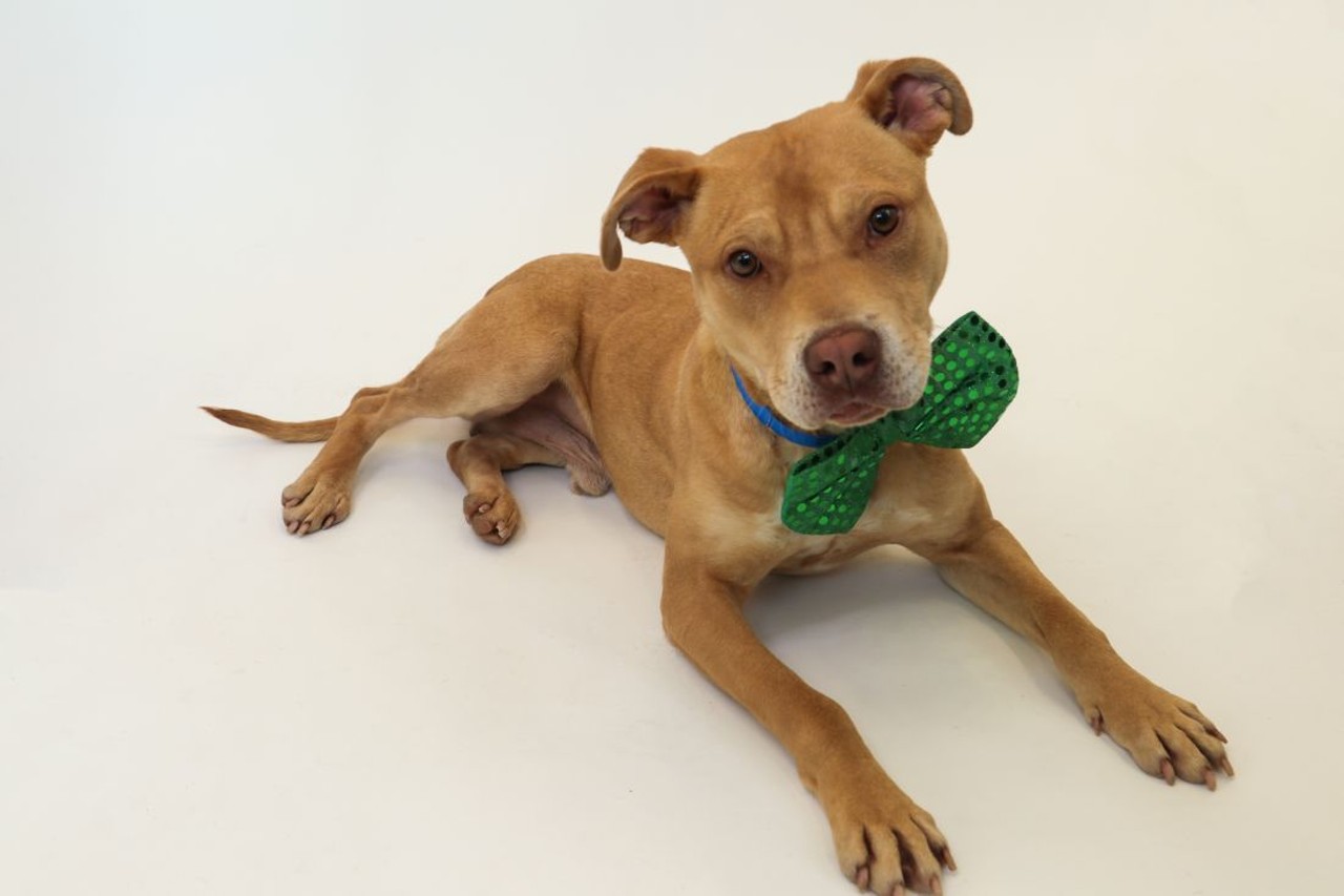 NAME: Ziggy
GENDER: Male
BREED: Pit Bull Terrier
AGE: 10 months
WEIGHT: 34 pounds
SPECIAL CONSIDERATIONS: None
REASON I CAME TO MHS: Homeless in Detroit &#151; with a plastic bottle stuck on my head
LOCATION: Mackey Center for Animal Care in Detroit
ID NUMBER: 865419