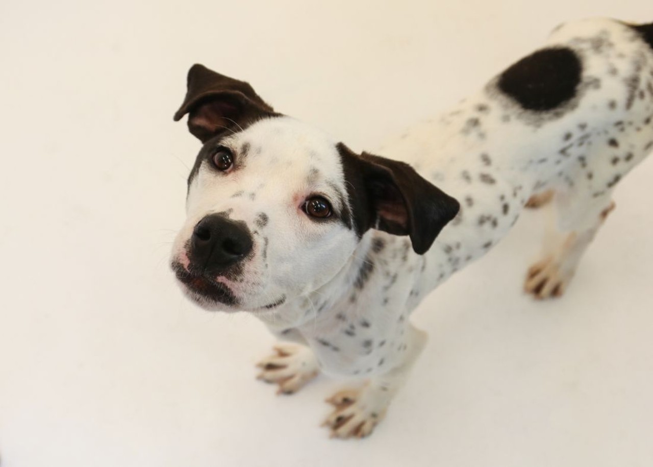 NAME: Tucker
GENDER: Male
BREED: Pit Bull Terrier
AGE: 3 years
WEIGHT: 31 pounds
SPECIAL CONSIDERATIONS: May be deaf
REASON I CAME TO MHS: Rescued in Detroit
LOCATION: Mackey Center for Animal Care in Detroit
ID NUMBER: 865032