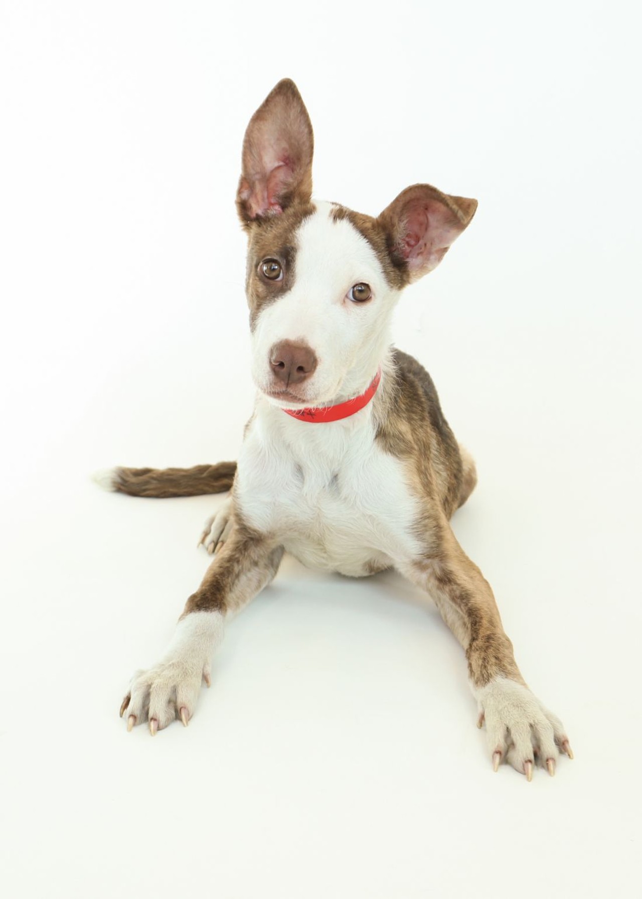 NAME: Pop Tart
GENDER: Female
BREED: Pit Bull Terrier
AGE: 4 months
WEIGHT: 16 pounds
SPECIAL CONSIDERATIONS: None
REASON I CAME TO MHS: Homeless in Detroit
LOCATION: Mackey Center for Animal Care in Detroit
ID NUMBER: 865480