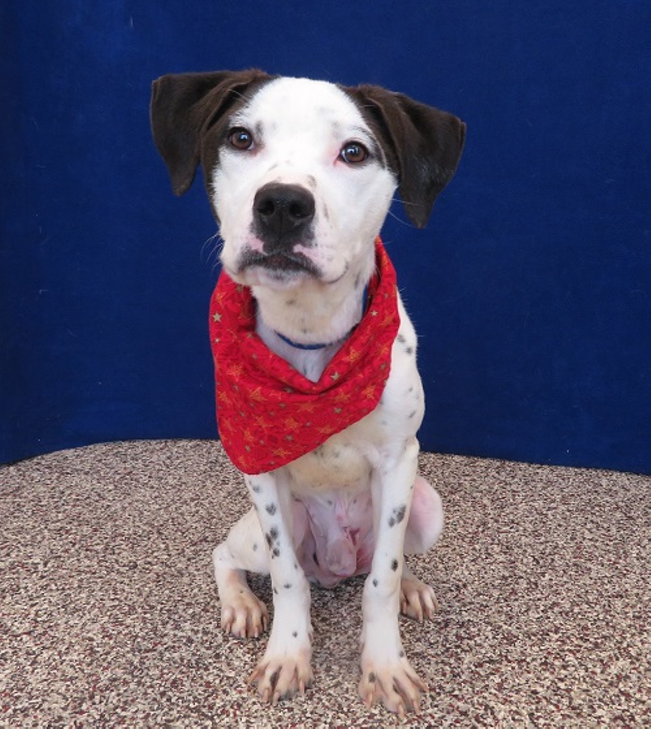 NAME: Tucker
GENDER: Male
BREED: Pit Bull Terrier
AGE: 3 years
WEIGHT: 31 pounds
SPECIAL CONSIDERATIONS: May be deaf
REASON I CAME TO MHS: Rescued in Detroit
LOCATION: Mackey Center for Animal Care in Detroit
ID NUMBER: 865032