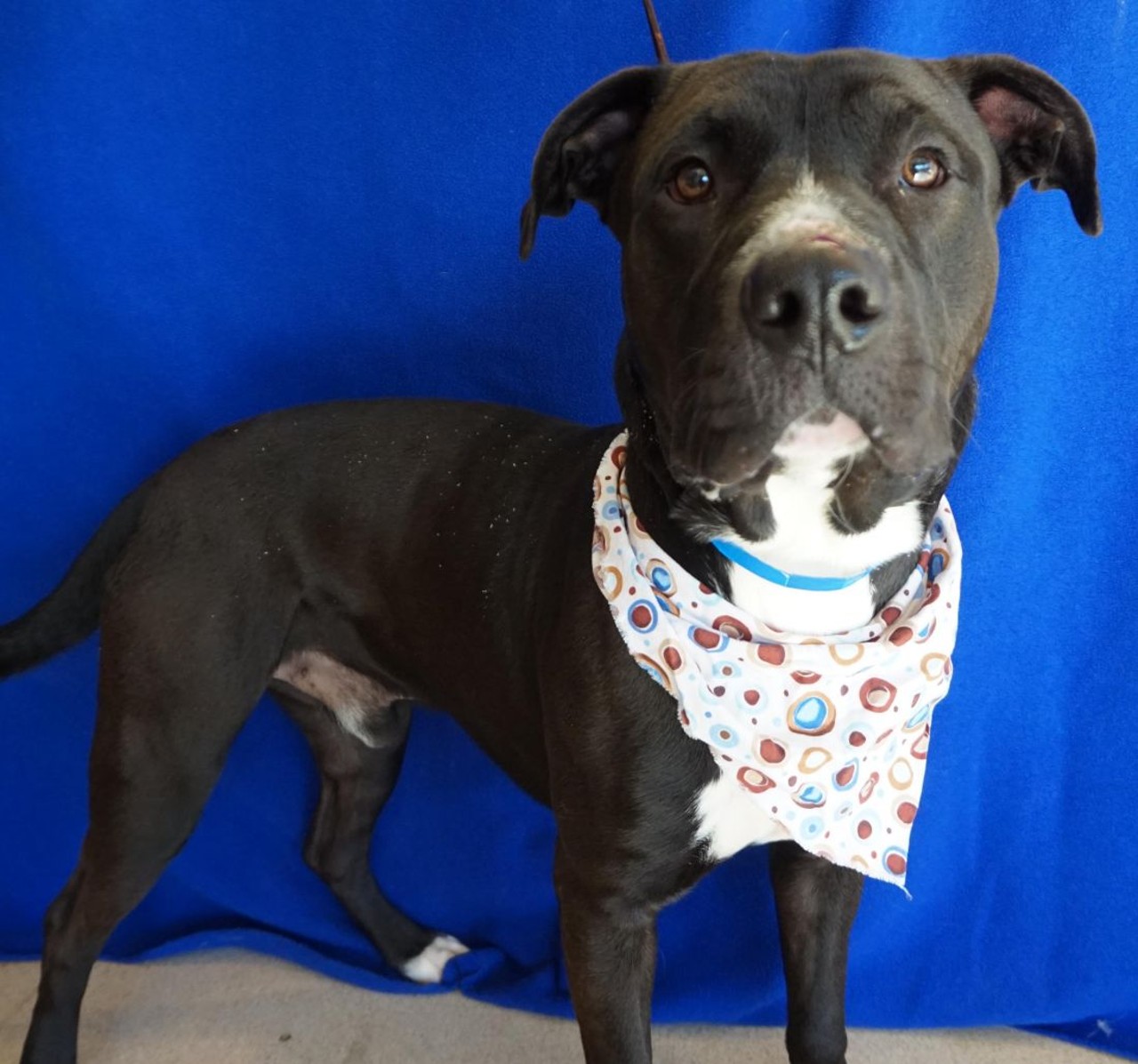 NAME: Cucumber
GENDER: Male
BREED: Labrador Retriever-Pit Bull Terrier mix
AGE: 1 year, 6 months
WEIGHT: 68 pounds
SPECIAL CONSIDERATIONS: None
REASON I CAME TO MHS: Agency transfer
LOCATION: Rochester Hills Center for Animal Care
ID NUMBER: 865108