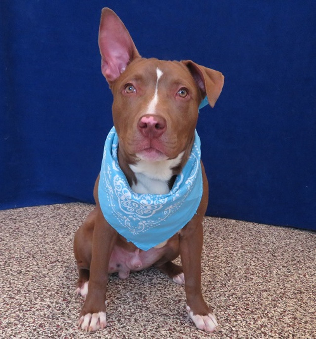 NAME: Red Wing
GENDER: Male
BREED: Pit Bull Terrier
AGE: 6 months
WEIGHT: 40 pounds
SPECIAL CONSIDERATIONS: None
REASON I CAME TO MHS: Owner surrender
LOCATION: Petco of Sterling Heights
ID NUMBER: 865323