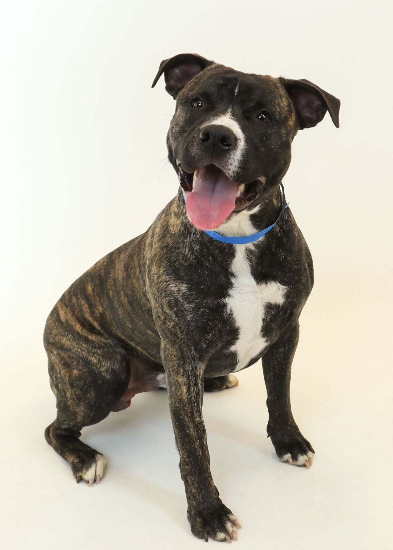 NAME: Zeus
GENDER: Male
BREED: Pit Bull Terrier
AGE: 10 months
WEIGHT: 59 pounds
SPECIAL CONSIDERATIONS: None
REASON I CAME TO MHS: Owner surrender
LOCATION: Mackey Center for Animal Care in Detroit
ID NUMBER: 865654