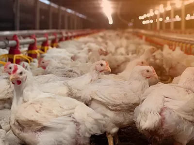 Image: Coalition takes aim at factory farms in Michigan